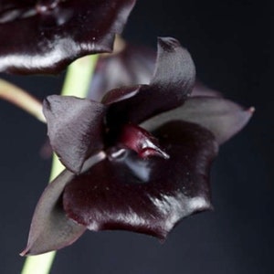 Black Orchid Monnierara Millennium Magic Witchcraft image 4