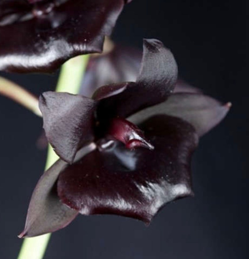 Black Orchid Monnierara Millennium Magic Witchcraft image 4