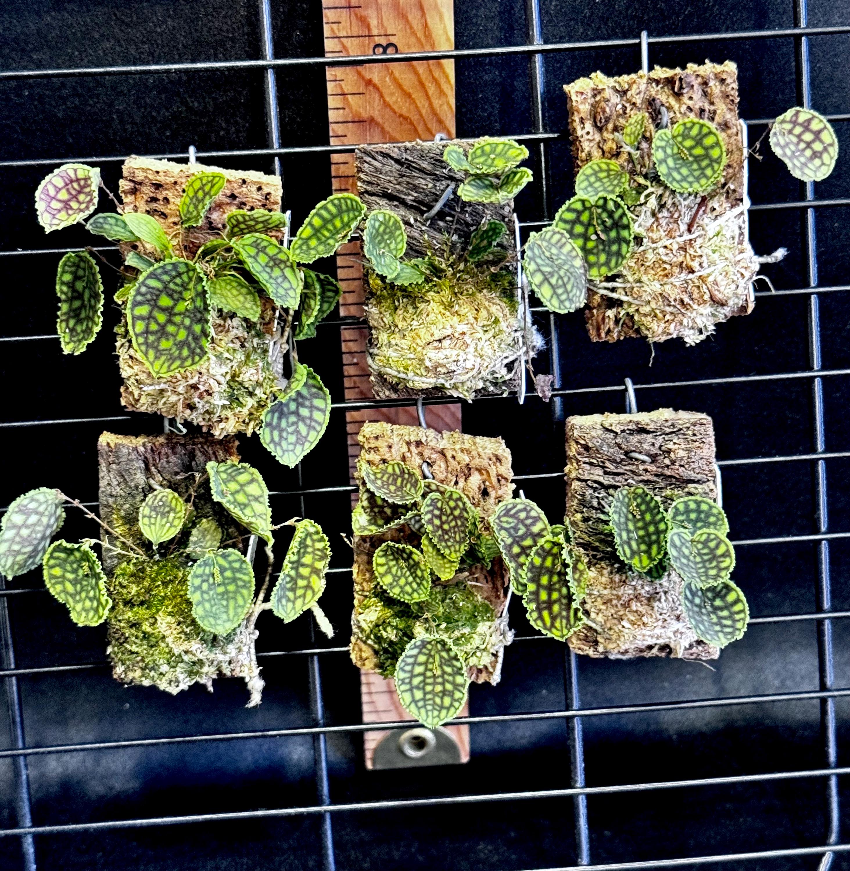 Lepanthes Calodictyon Ultra Miniature Orchid Species - Etsy