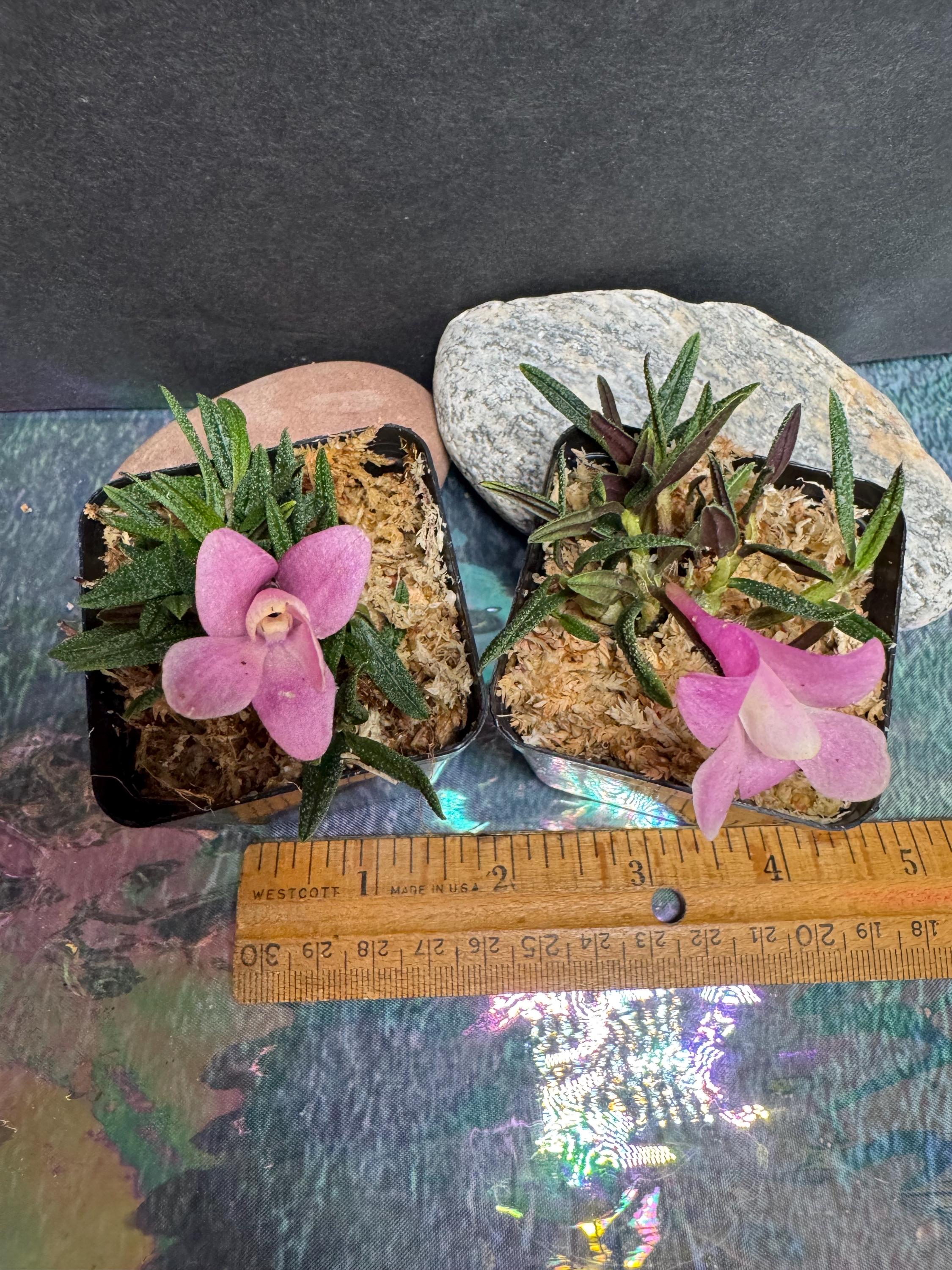 Orchid Dendrobium Cuthbertsonii Pink X White Japan - Etsy