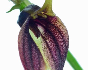 Masdevallia theleura  (miniature orchid)
