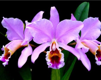Cattleya percivaliana  orchid