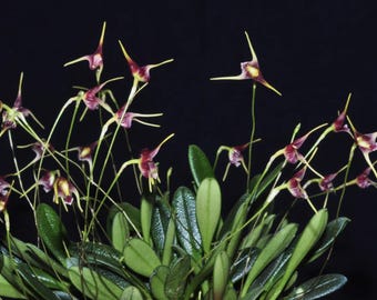 lepanthopsis astrophora x hitzil ハイブリッド Lepanthopsis Astrophora Ultra Miniature Species Orchid - Etsy