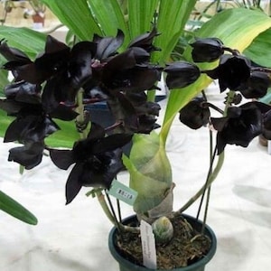Black Orchid Monnierara Millennium Magic Witchcraft image 2