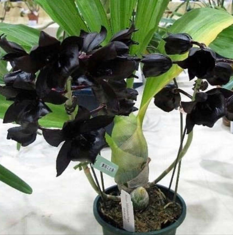 Black Orchid Monnierara Millennium Magic Witchcraft image 2