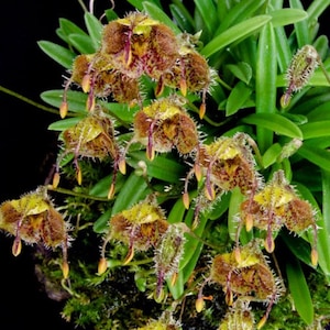 Masdevallia erinacea