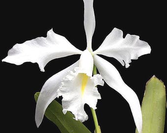 Cattleya maxima alba var. 'Kathleen' (seedlings in 2" pots)
