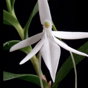 Orchid Jumellea comorensis compact fragrant Angraecoid species