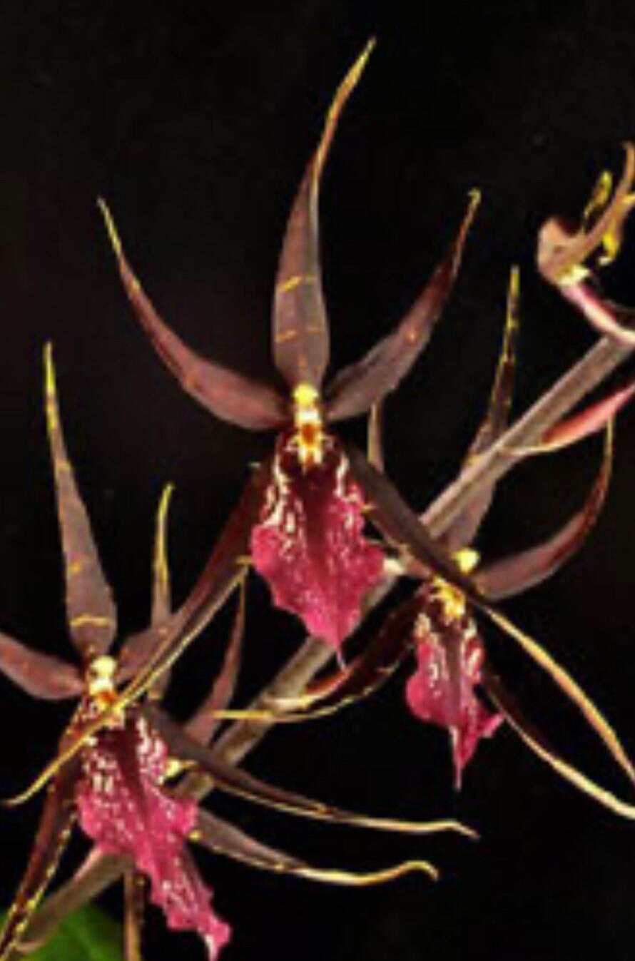 damngood 床上手さん　花魁髑髏ver Orchid Degarmoara Pinot Princess 'scary' Orchid Seedlings - Etsy