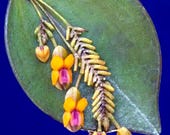Lepanthes Fimbriata Miniatura Orchid - Etsy