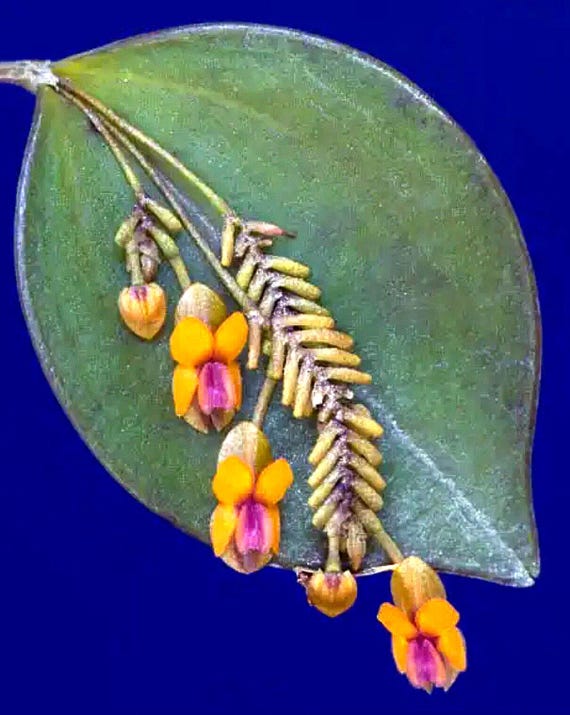 lepanthes fimbriata レパンテスミニチュアオーキッド南米 Lepanthes Fimbriata Miniatura Orchid - Etsy
