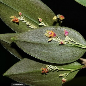 Lepanthes Fimbriata Miniatura Orchid - Etsy
