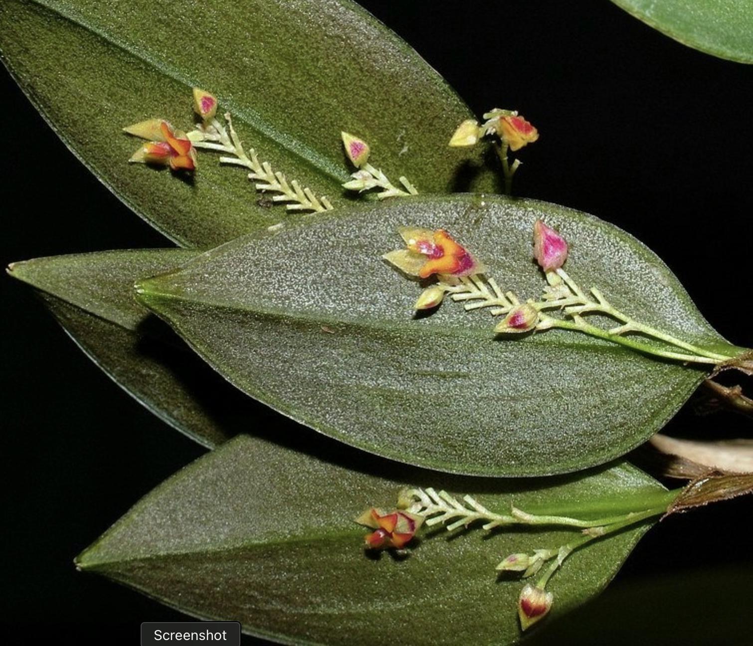 Lepanthes Chorista Miniature Species Orchid - Etsy