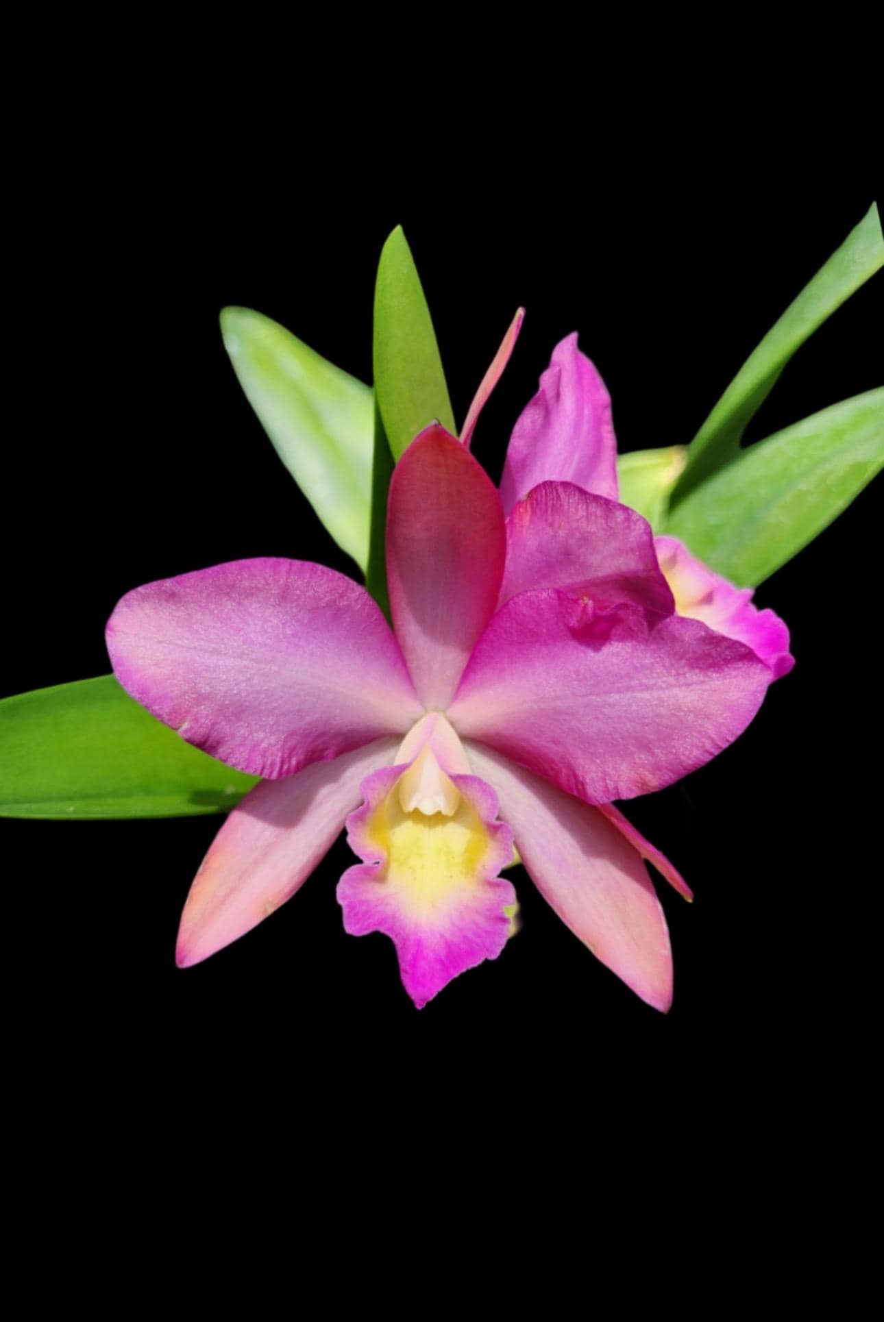 Laeliocattleya Secret Love 'KB' Orchid Hybrid - Etsy Laeliocattleya Secret Love 'KB' Orchid Hybrid - Etsy