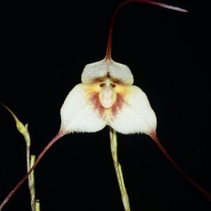 Monkey Face Orchid  Dracula Gerardo Guachisaca