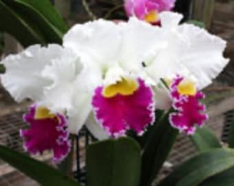 Cattleya Tiada Swan ‘Polar Bear’