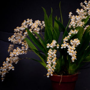 Orchid Oncidium Twinkle ‘Fantasy’ Fragrant long lasting  beautiful flowers