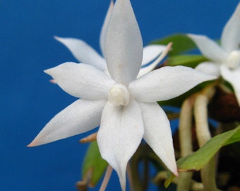 Orchid Aerangis biloba x sib