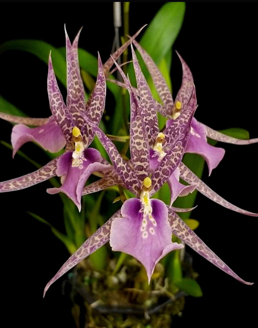 Orchid Miltassia Charles M. Fitch 'izumi' AM/AOS (seedlings) - Etsy