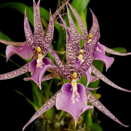 Orchid Miltassia Charles M. Fitch 'izumi' AM/AOS (seedlings) - Etsy