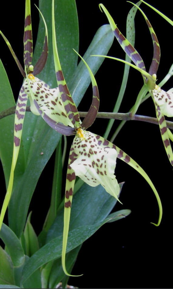 その他 Auntie Diana Aki/Precious Hawaii Brassia Aunty Diana Aki 'Malika' | Blooming size not in