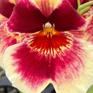 Orchid Miltoniopsis Banana Fandango ‘Faded Memories’