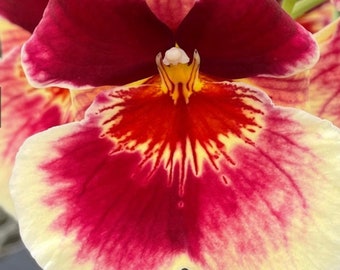 Orchid Miltoniopsis Banana Fandango ‘Faded Memories’