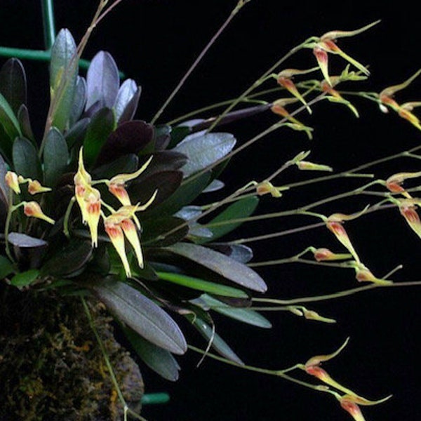 Orchid Specklinia picta