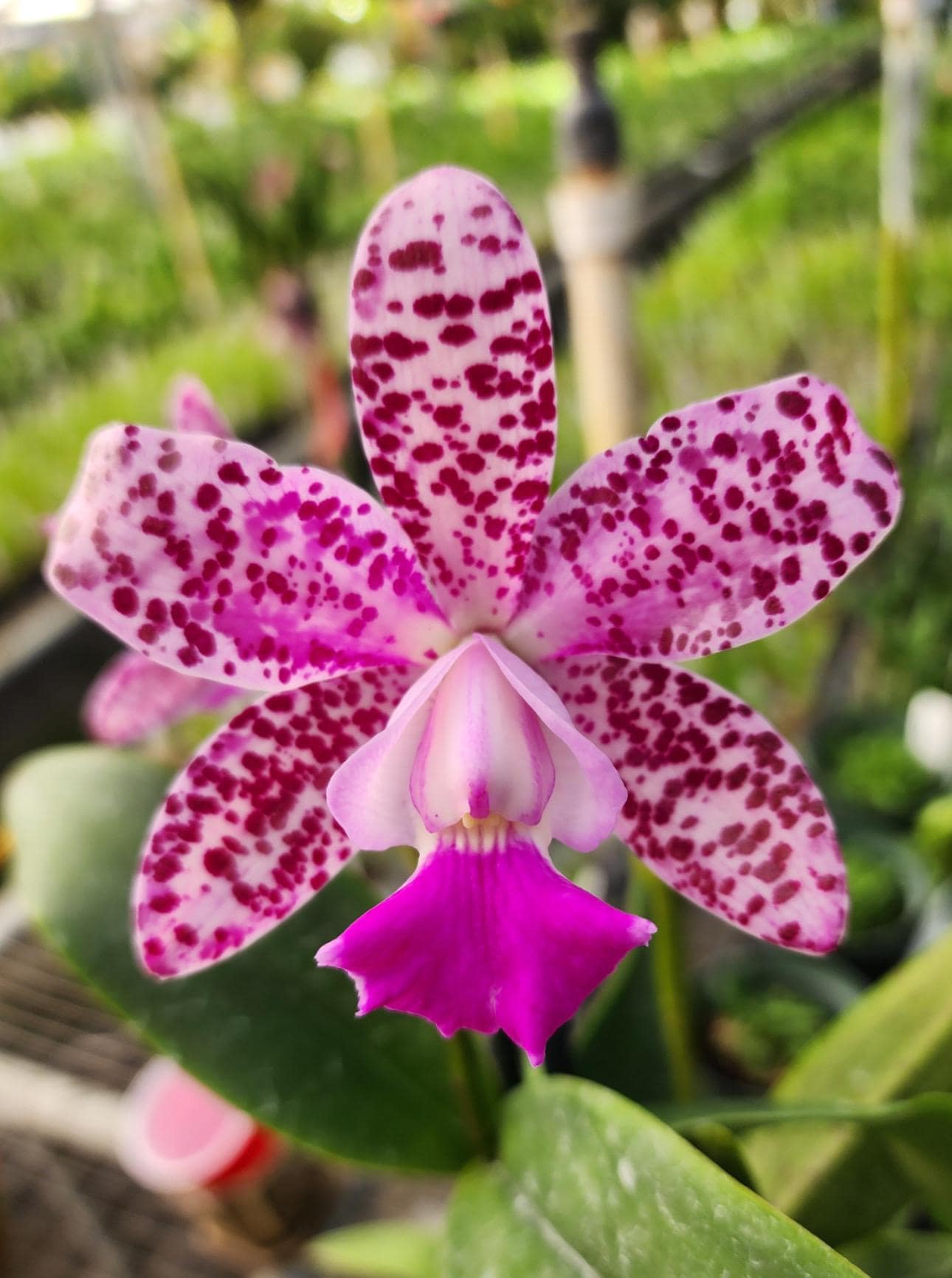 Cattle Benin Spotted Cattleya Orchid Hybrid - Fuchsia Lip Cattle