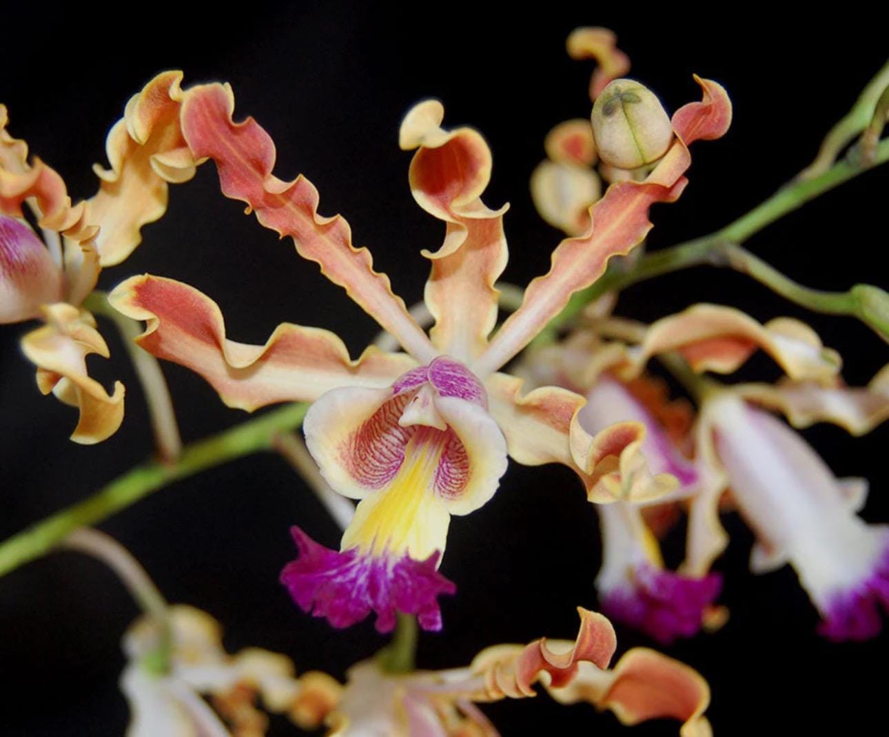 Myrmecophila Orchid Mcp. Rafael Romero Hybrid - Etsy