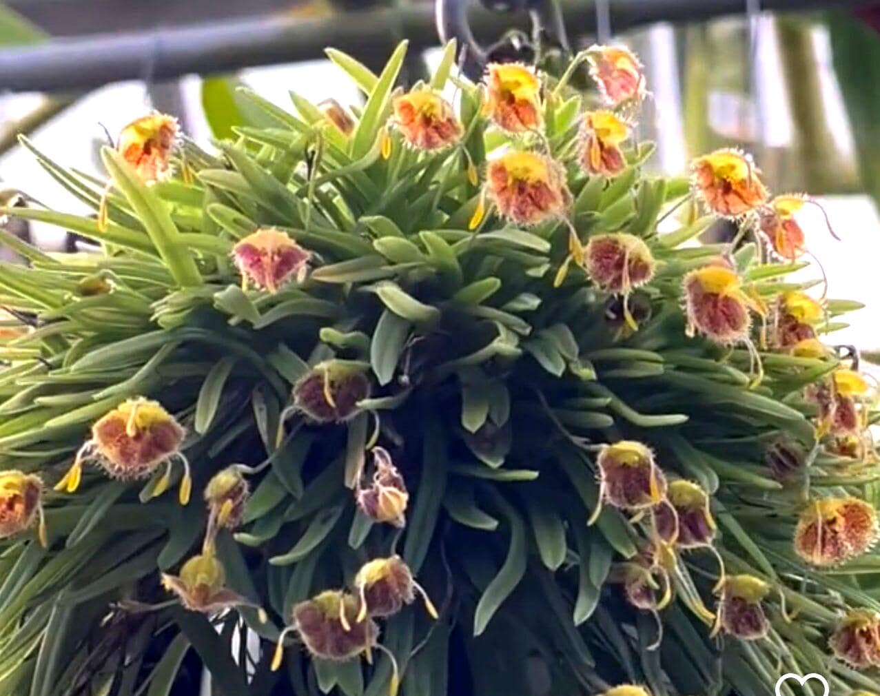 Masdevallia Erinacea Orchid - Hedgehog Diodonopsis - Etsy