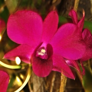 Orchid Dendrobium Genting Red image 3