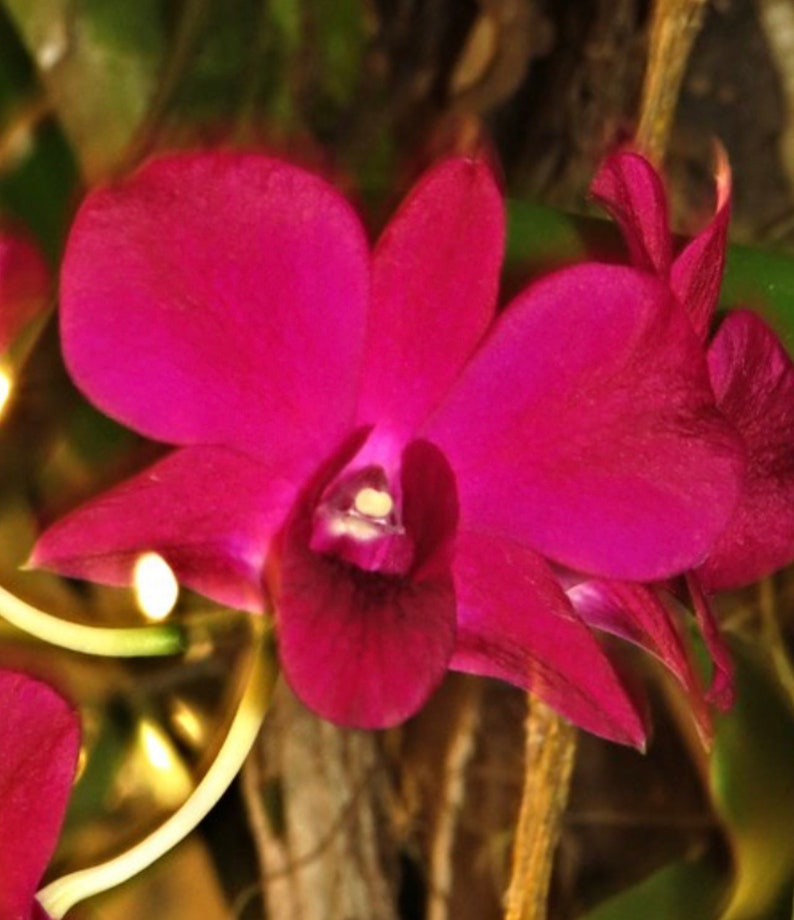 Orchid Dendrobium Genting Red image 3