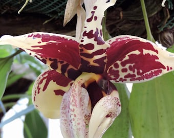 Orchid Stanhopea reichenbachiana ’Eve’ x tigrina ‘Glory of Mexico’