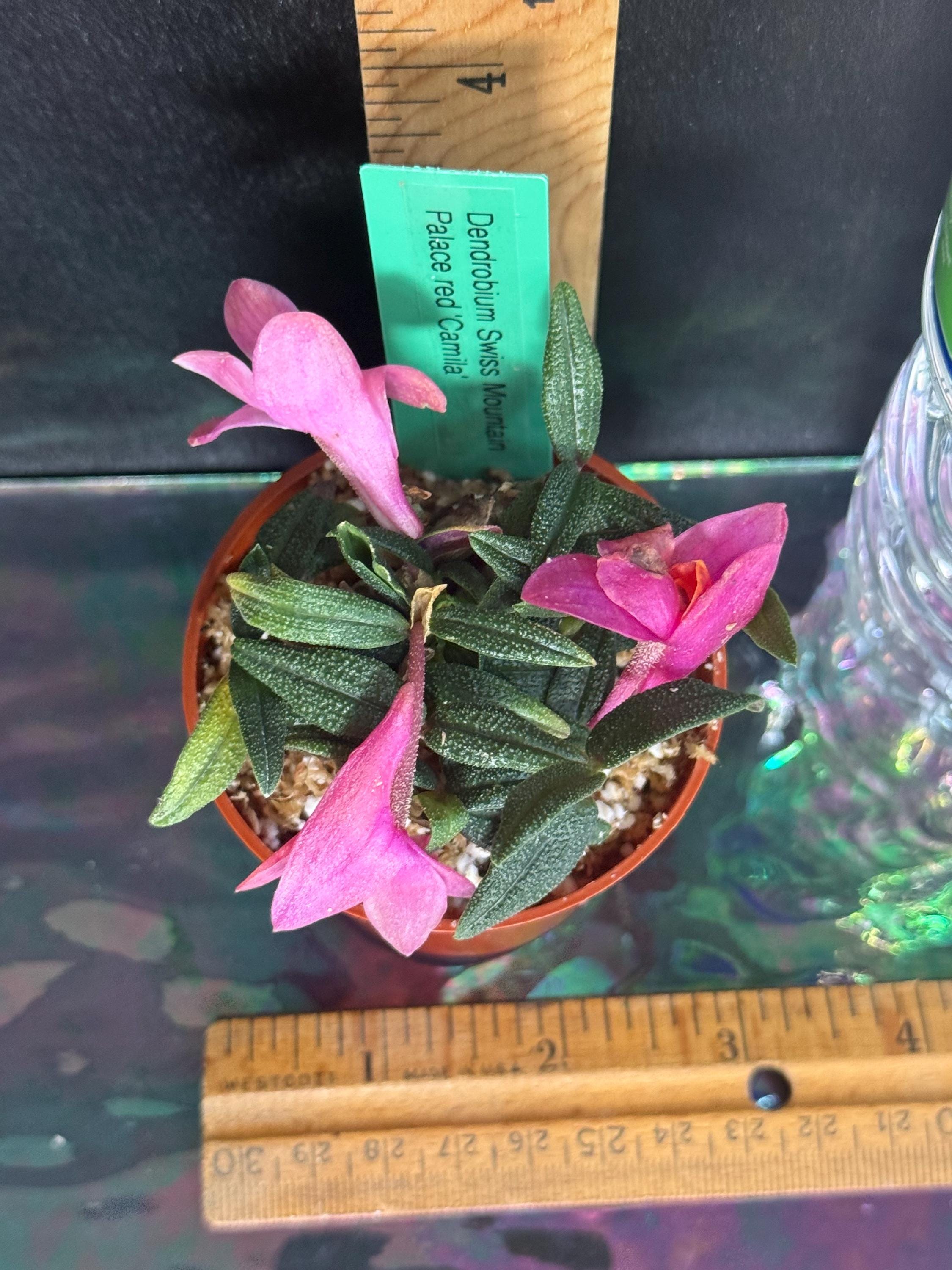 Orchid Dendrobium Swiss Mountain Palace Red 'camila' - Etsy