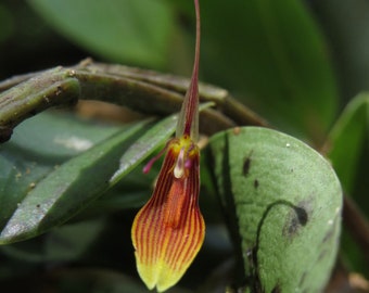 Restrepia trichoglossa