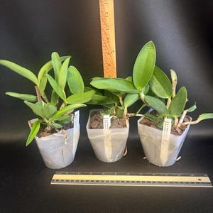 Cattleya Measuresiana ( C. aclandiae x C. walkeriana ) primary orchid hybrid image 4
