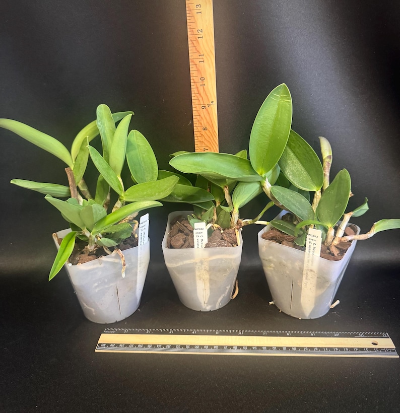 Cattleya Measuresiana ( C. aclandiae x C. walkeriana ) primary orchid hybrid image 4