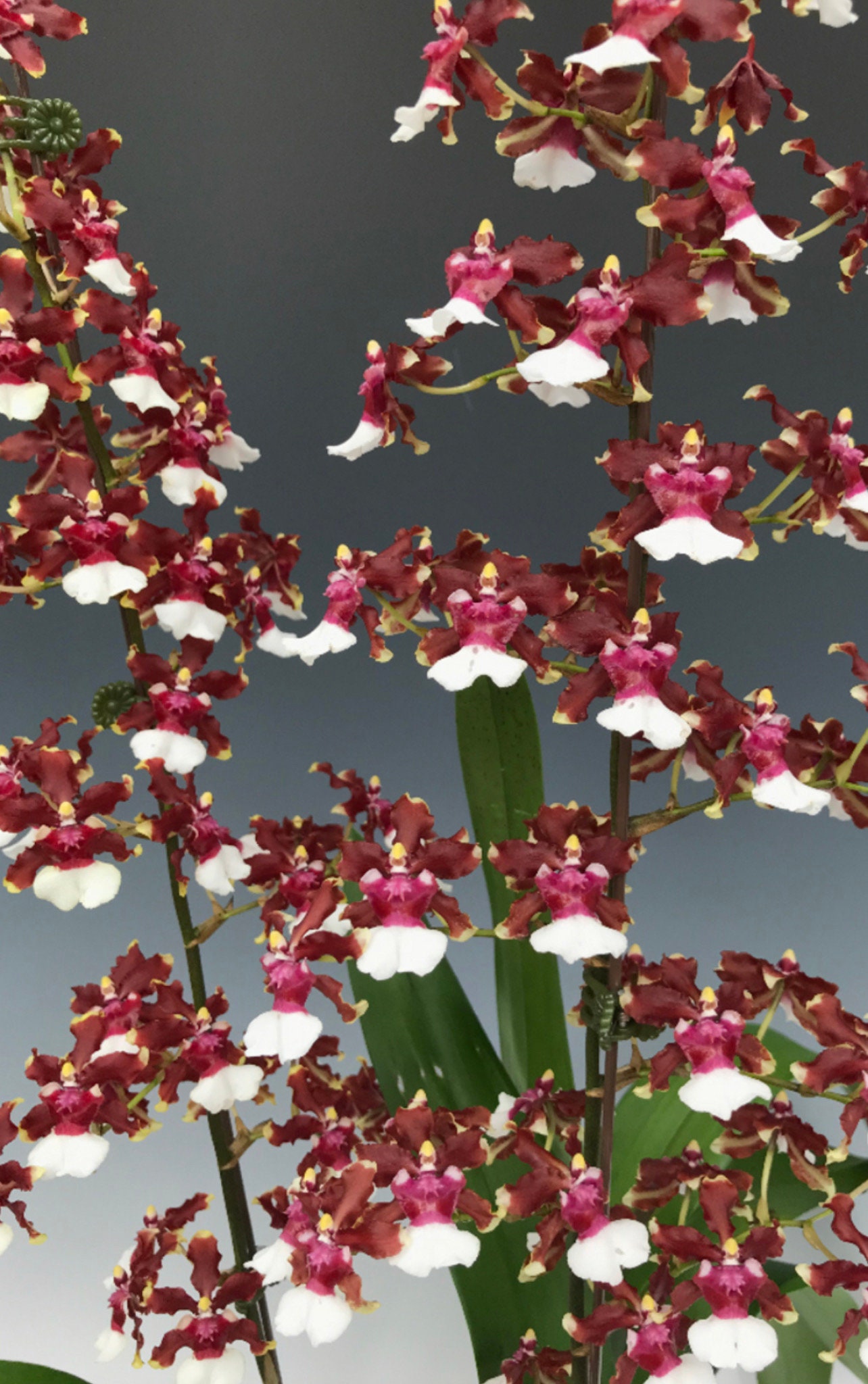 Chocolate Orchid Oncidium Sharry Baby AM/AOS (seedlings) - Etsy