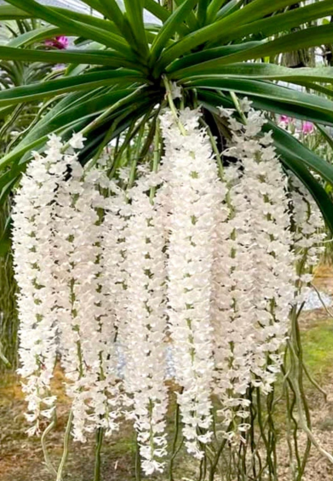 Foxtail Orchid Rhynchostylis Retusa Alba Etsy