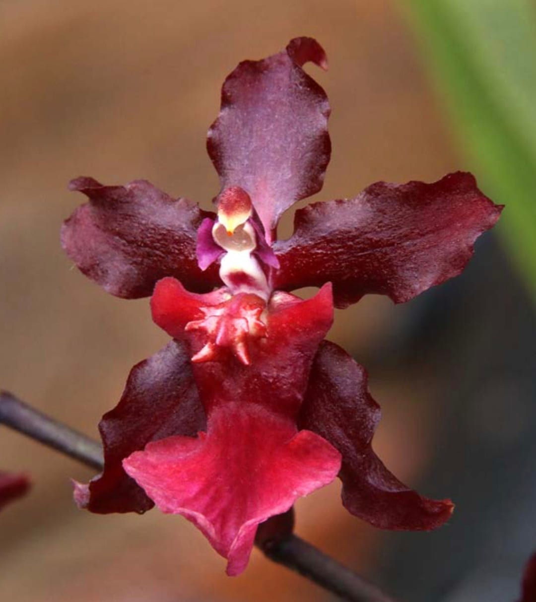 Chocolate Orchid Oncidium Sharry Baby 'ruby Doll' Etsy