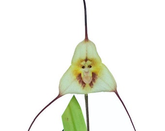 Orchid  Dracula lotax  Monkey Face orchid