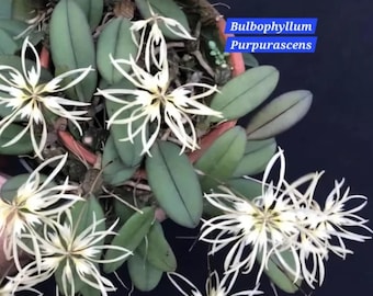 Puede incluir: Primer plano de una planta de orquídea Bulbophyllum Purpurascens. La imagen muestra múltiples flores blancas en forma de estrella con pétalos finos y delicados. La planta tiene hojas verdes ovaladas, sobre fondo oscuro.