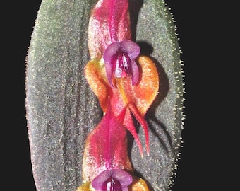 Lepanthopsis Astrophora Ultra Miniature Species Orchid - Etsy