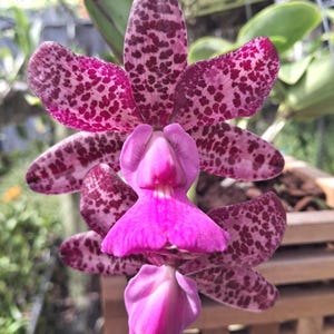 May include: Close-up of a vibrant orchid flower with large, speckled petals in shades of pink and deep magenta. The flower has a unique shape with a prominent, ruffled lip. The orchid is suspended, showcasing its intricate details.