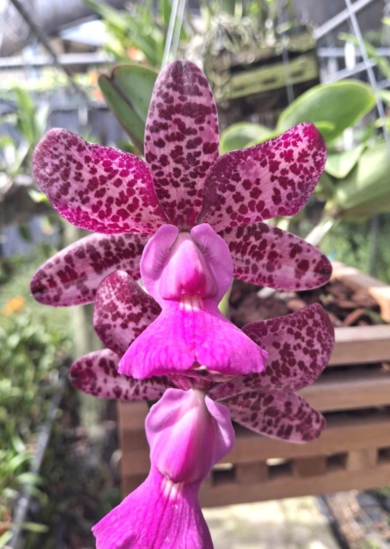 May include: Close-up of a vibrant orchid flower with large, speckled petals in shades of pink and deep magenta. The flower has a unique shape with a prominent, ruffled lip. The orchid is suspended, showcasing its intricate details.