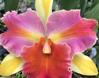 Fragrant Rainbow Cattleya Orchid Hybrid - Rlc. Thailand NBS