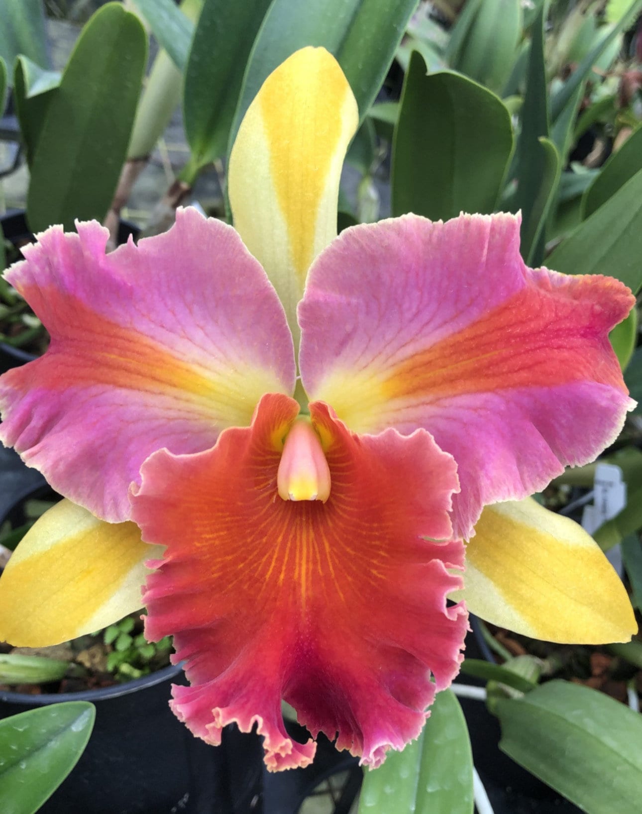 Fragrant Rainbow Cattleya Orchid Hybrid - Rlc. Amazing Thailand
