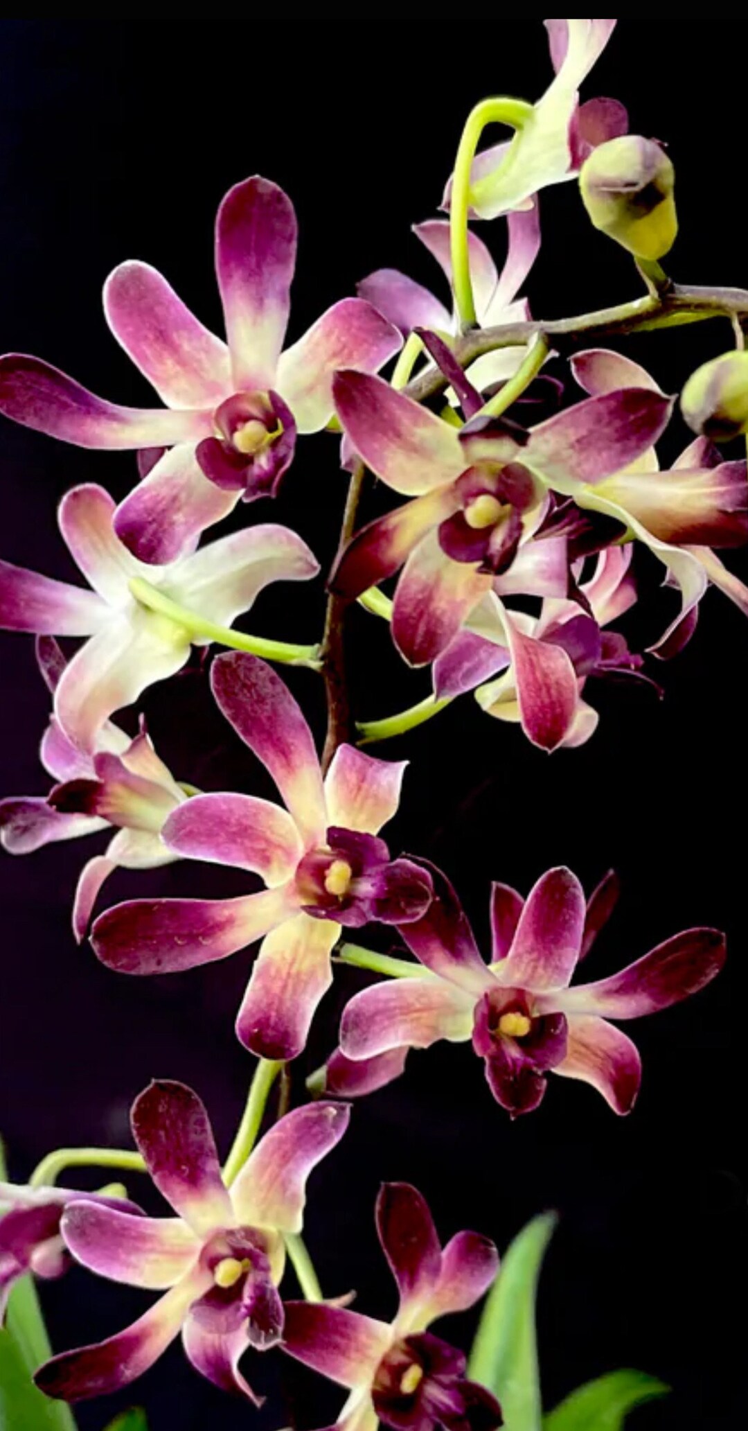 Dendrobium Quintals Punch blue Twinkle X Hawaiian Punch Etsy