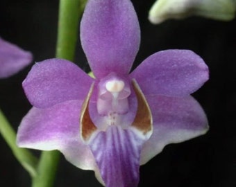 Phalaenopsis pulcherrima var. coerulea  uncommon variety